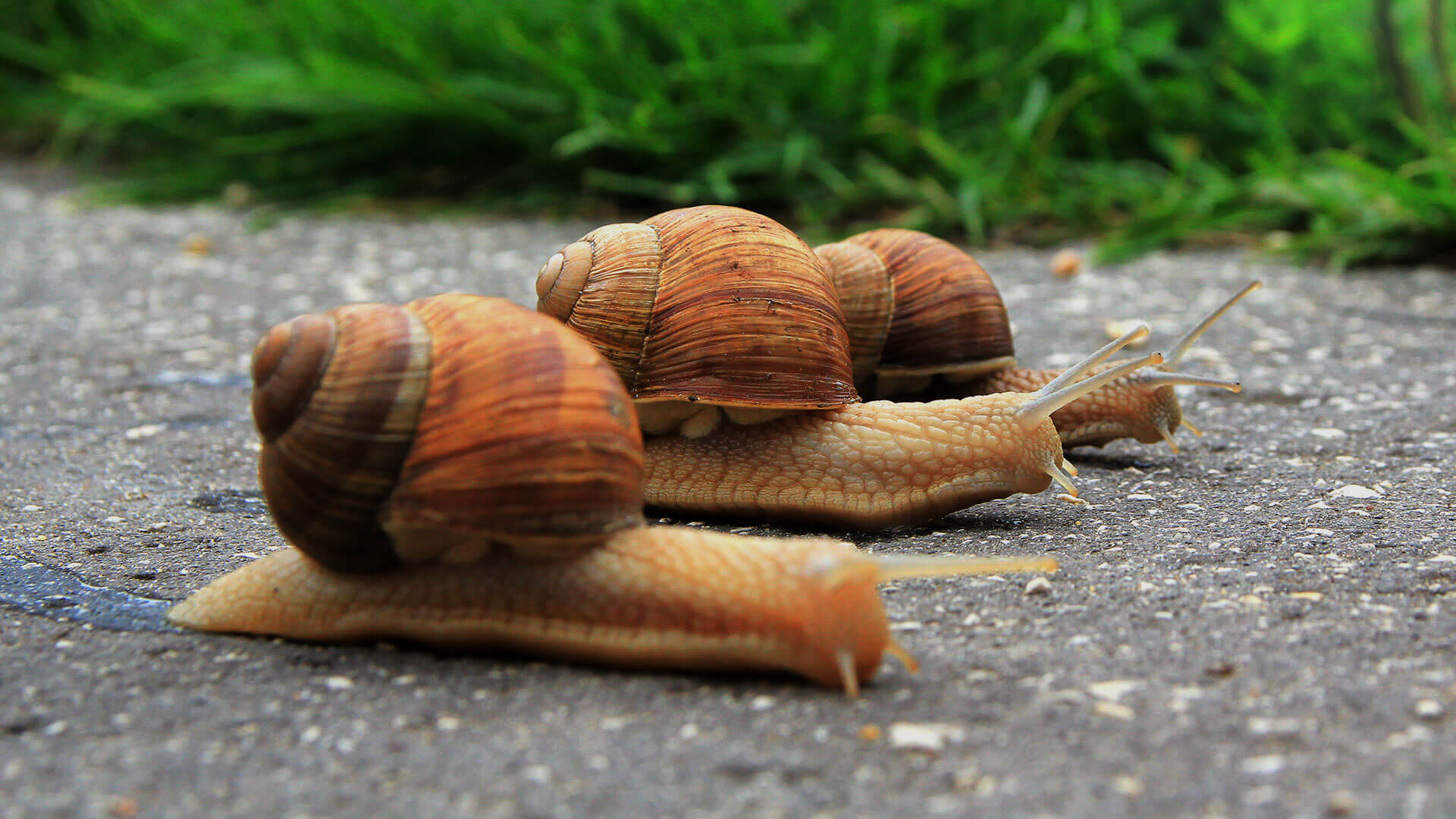 speed-slow-snails-ss-1920
