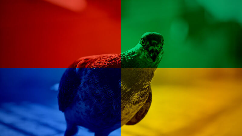 google-pigeon4-ss-1920